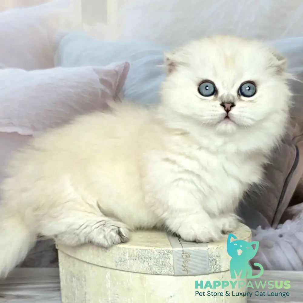 Sapphire Munchkin female black silver shaded pointed - live animals
