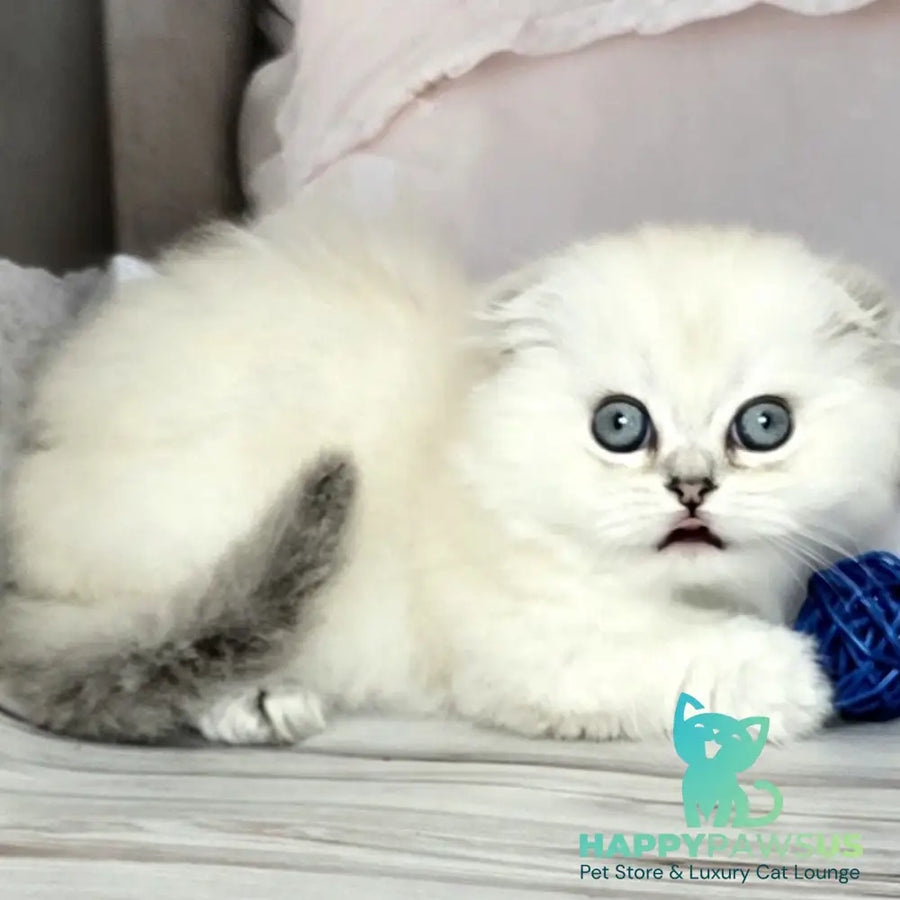 Sapphire Munchkin female black silver shaded pointed - live animals