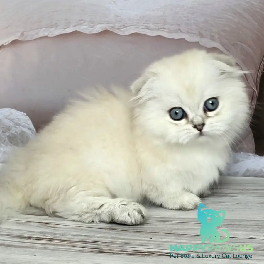 Sapphire Munchkin female black silver shaded pointed - live animals