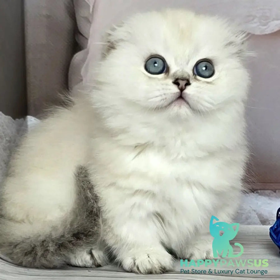 Sapphire Munchkin female black silver shaded pointed - live animals