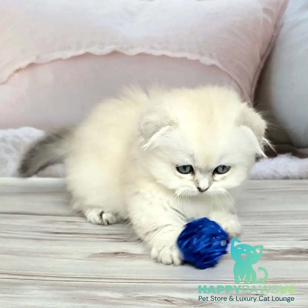 Sapphire Munchkin female black silver shaded pointed - live animals