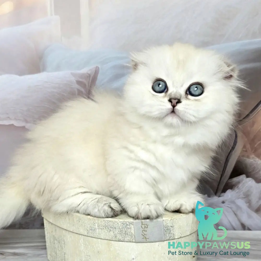 Sapphire Munchkin female black silver shaded pointed - live animals