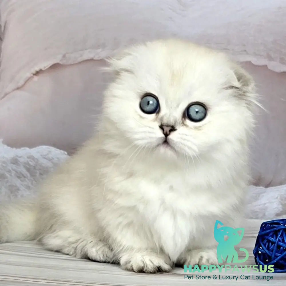 Sapphire Munchkin female black silver shaded pointed - live animals