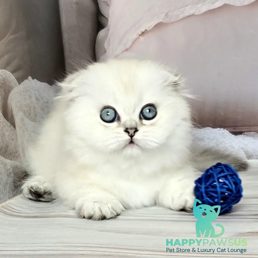 Sapphire Munchkin female black silver shaded pointed - live animals