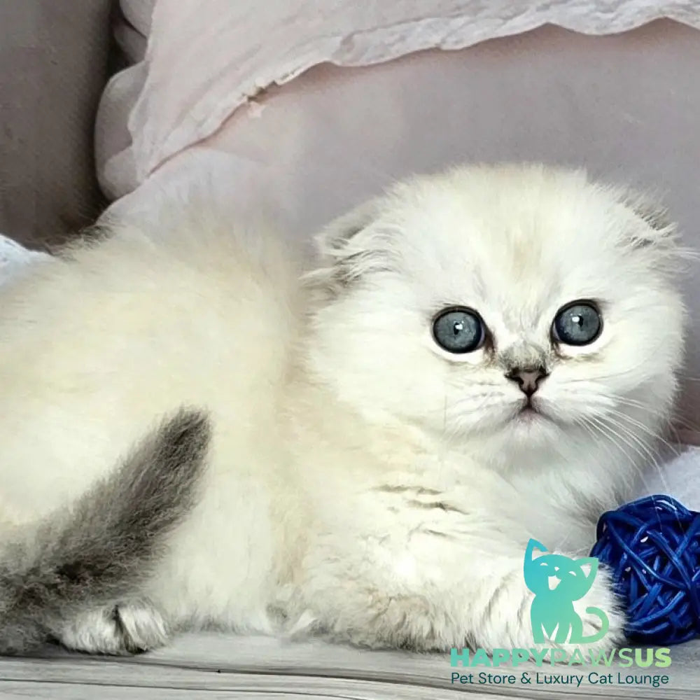 Sapphire Munchkin female black silver shaded pointed - live animals