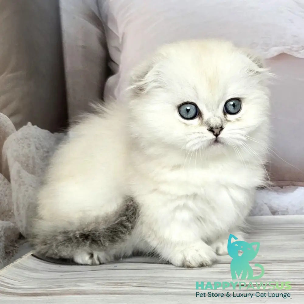 Sapphire Munchkin female black silver shaded pointed - live animals