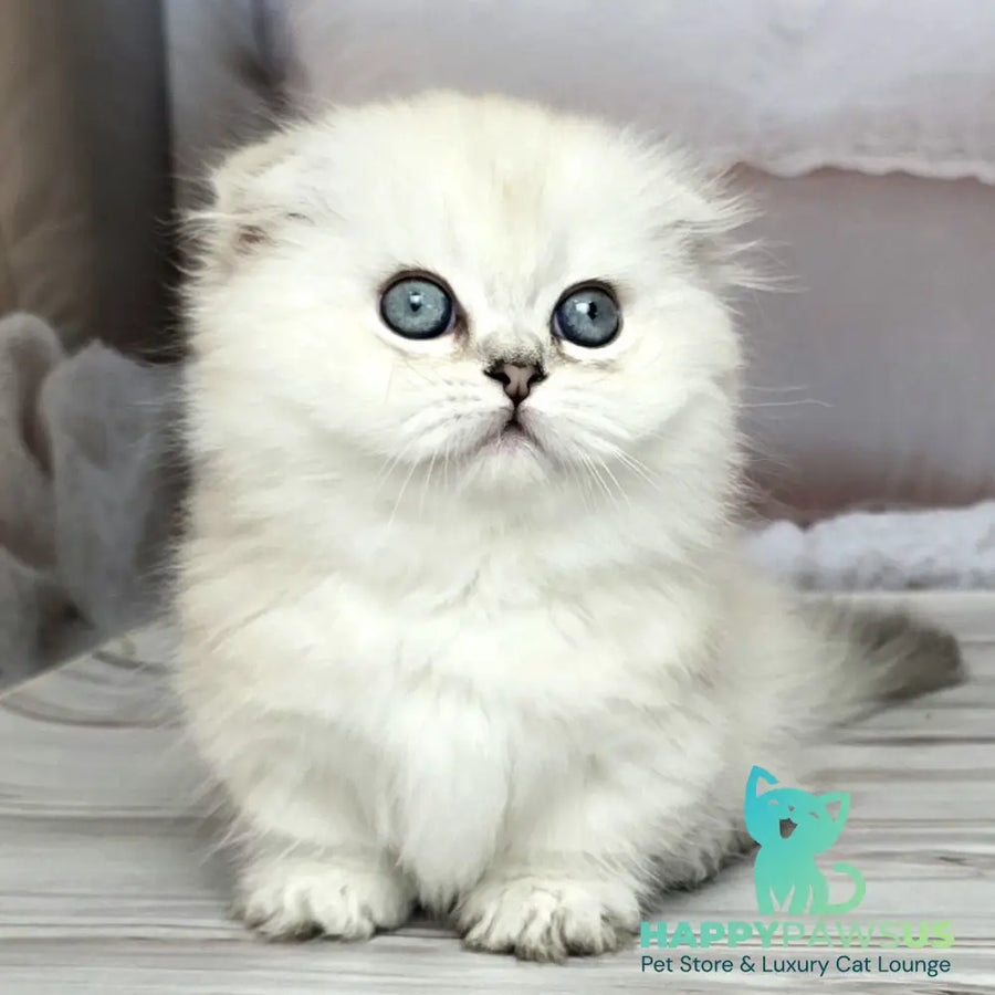 Sapphire Munchkin female black silver shaded pointed - live animals