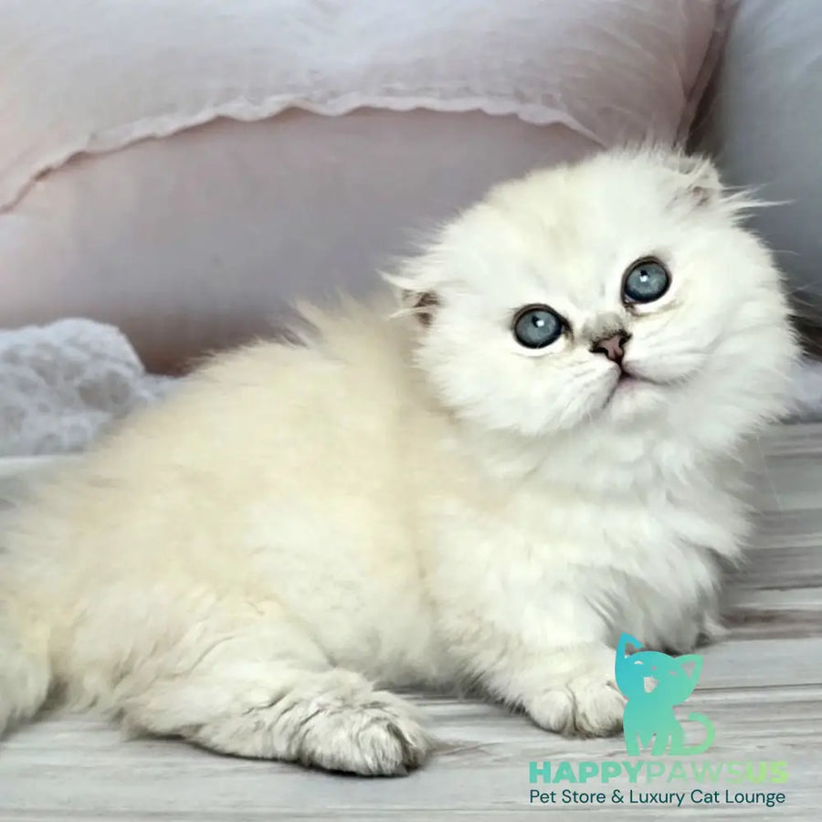 Sapphire Munchkin female black silver shaded pointed - live animals