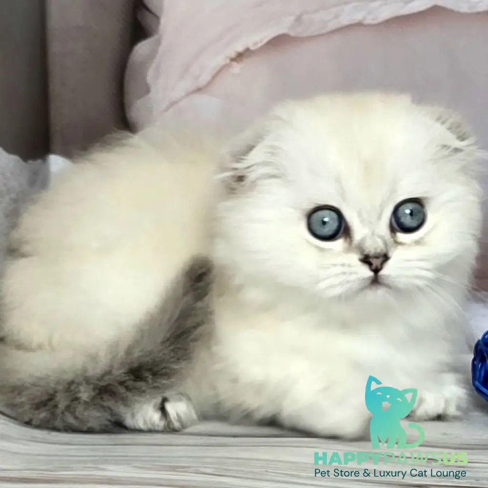 Sapphire Munchkin female black silver shaded pointed - live animals