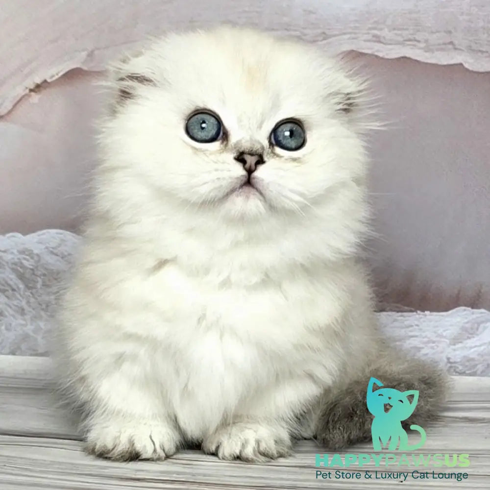 Sapphire Munchkin female black silver shaded pointed - live animals