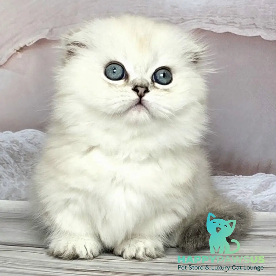 Sapphire Munchkin female black silver shaded pointed - live animals