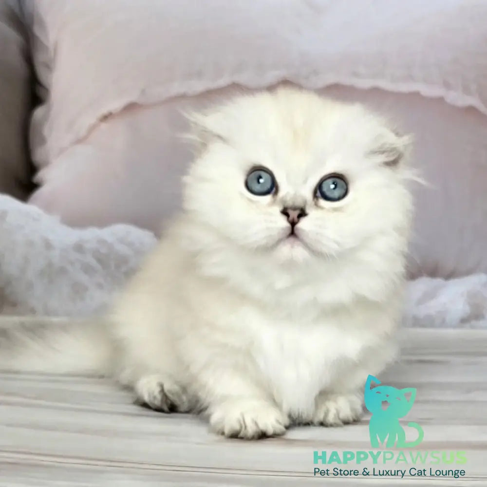 Sapphire Munchkin female black silver shaded pointed - live animals