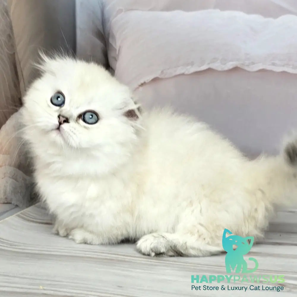 Sapphire Munchkin female black silver shaded pointed - live animals