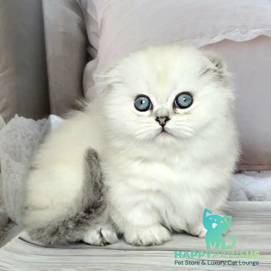 Sapphire Munchkin female black silver shaded pointed - live animals