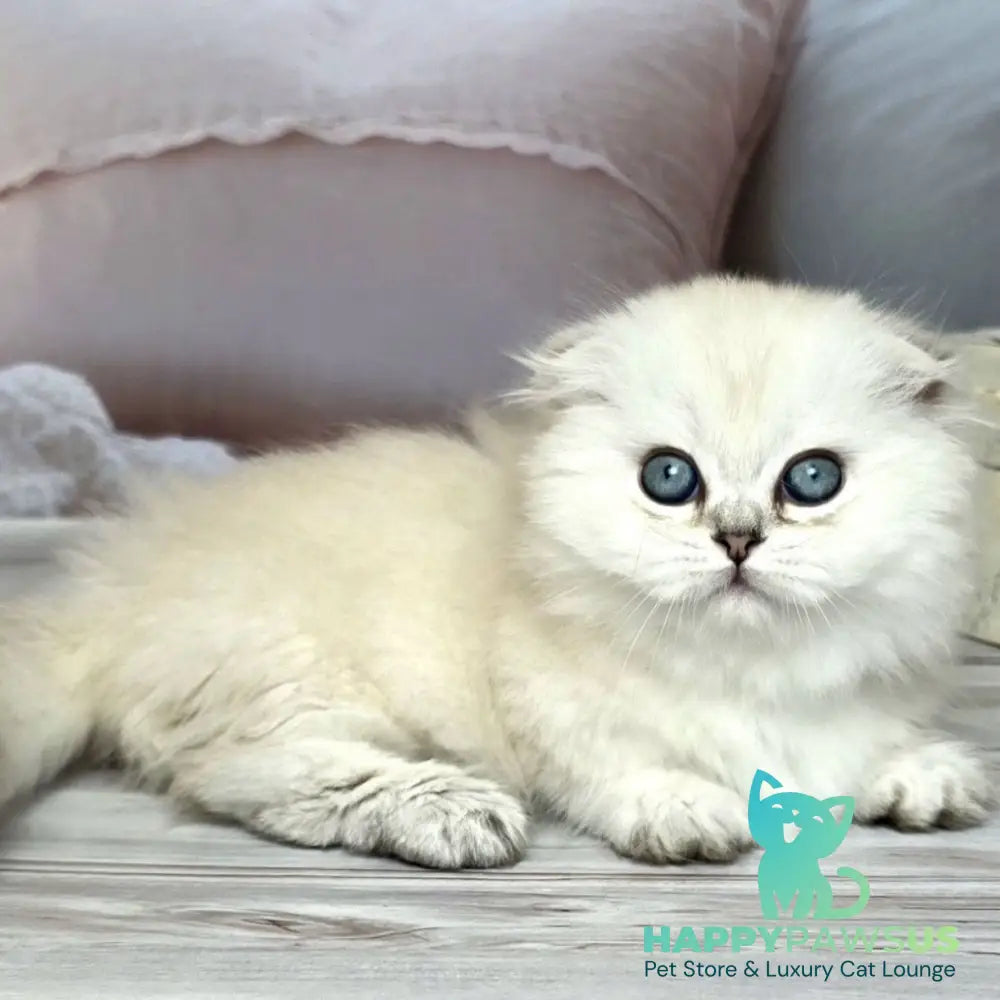 Sapphire Munchkin female black silver shaded pointed - live animals