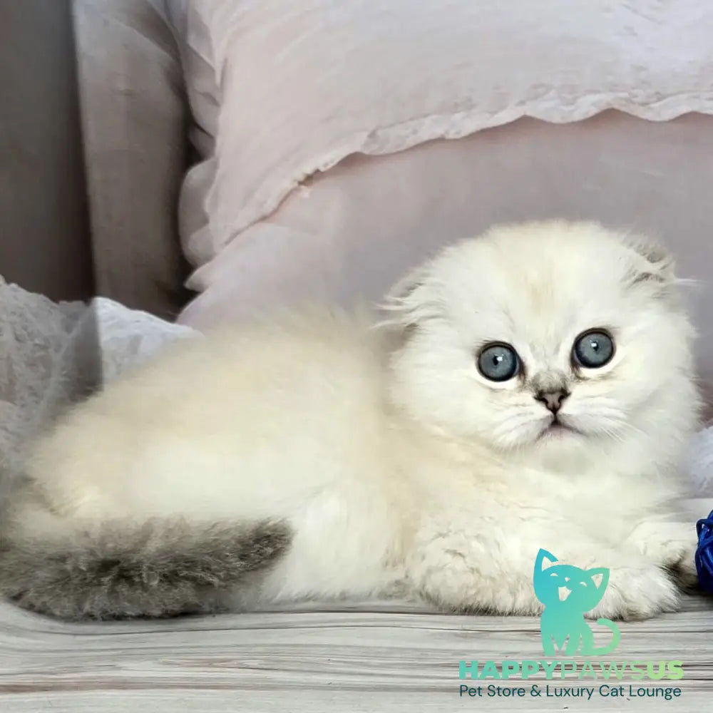 Sapphire Munchkin female black silver shaded pointed - live animals