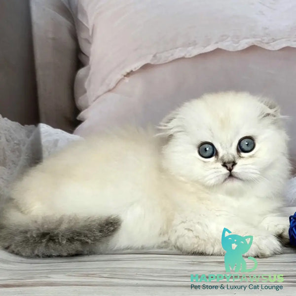 Sapphire Munchkin female black silver shaded pointed - live animals