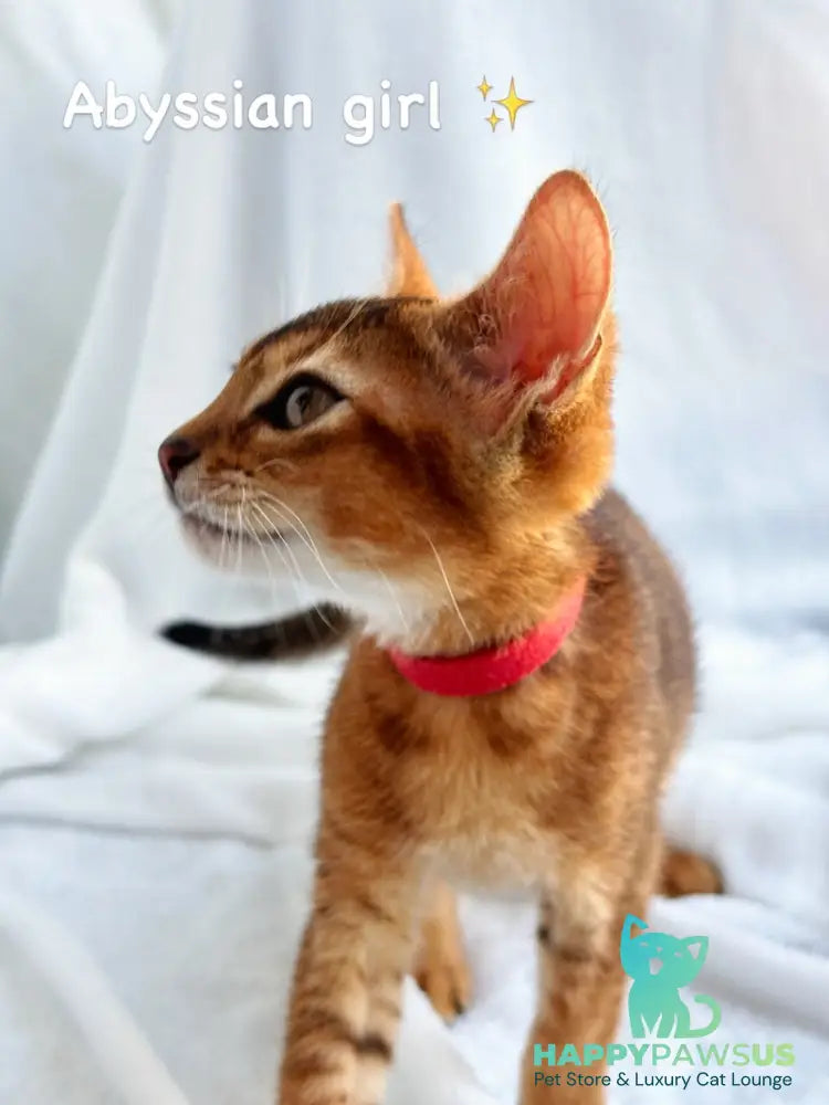 Sara Abyssinian female ruddy - live animals