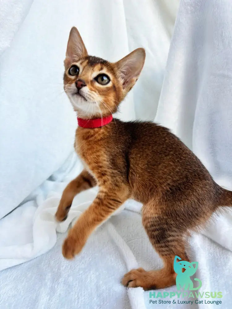 Sara Abyssinian female ruddy - live animals
