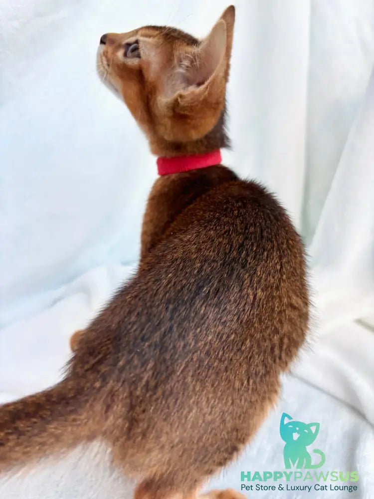 Sara Abyssinian female ruddy - live animals