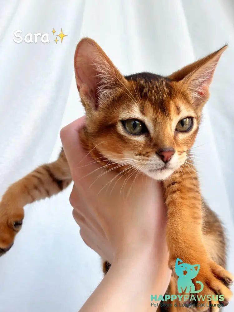 Sara Abyssinian female ruddy - live animals
