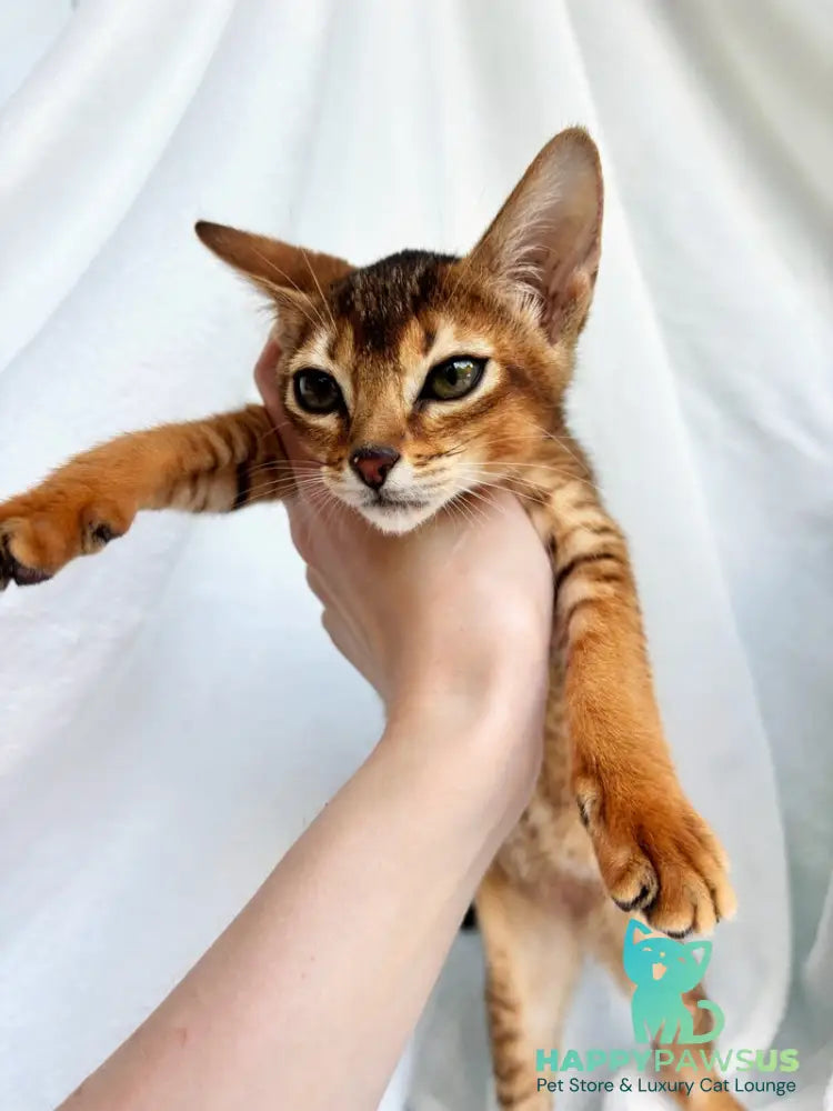 Sara Abyssinian female ruddy - live animals