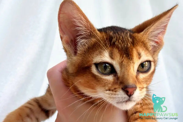 Sara Abyssinian female ruddy - live animals