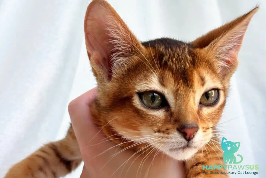 Sara Abyssinian female ruddy - live animals
