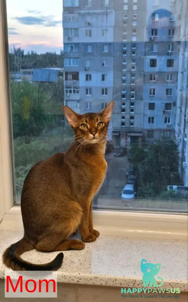 Sara Abyssinian female ruddy - live animals