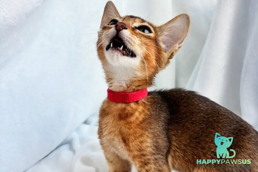 Sara Abyssinian female ruddy - live animals
