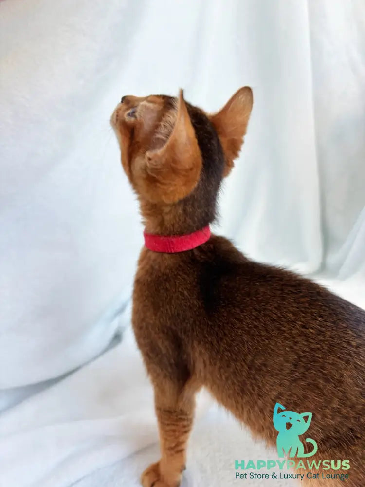 Sara Abyssinian female ruddy - live animals