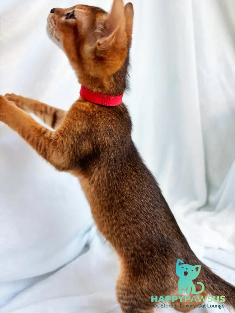 Sara Abyssinian female ruddy - live animals