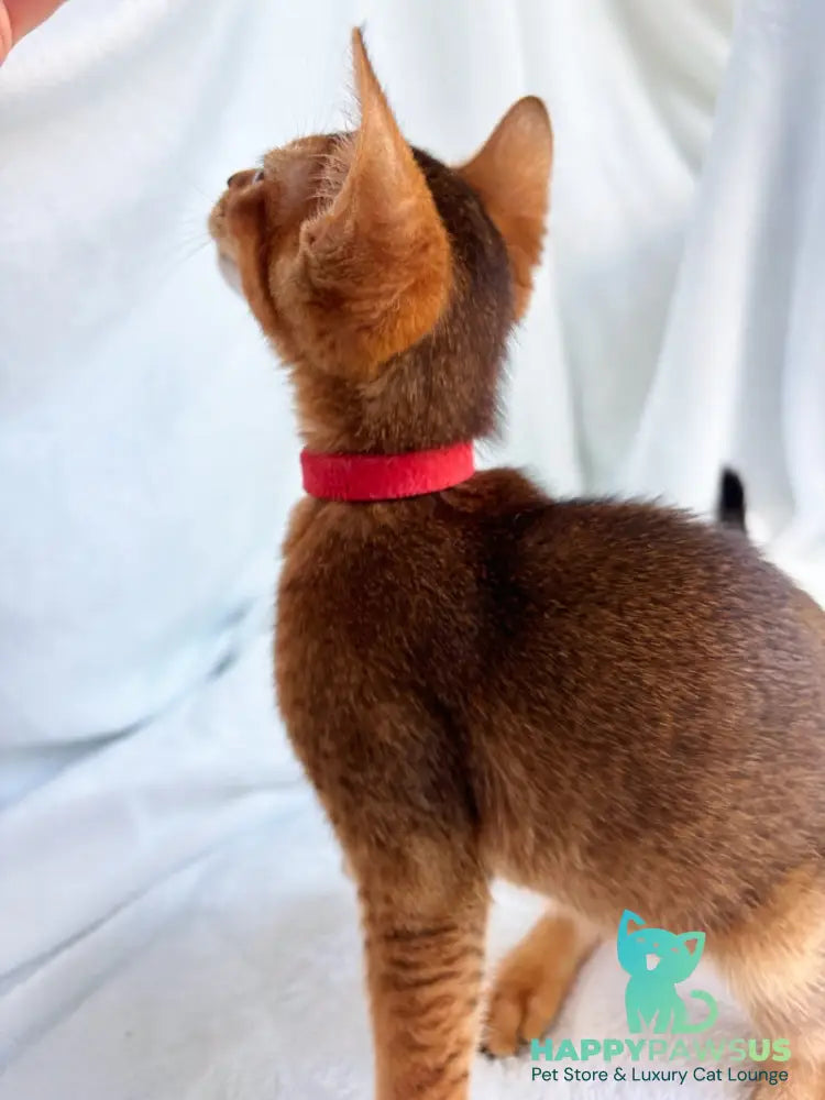Sara Abyssinian female ruddy - live animals