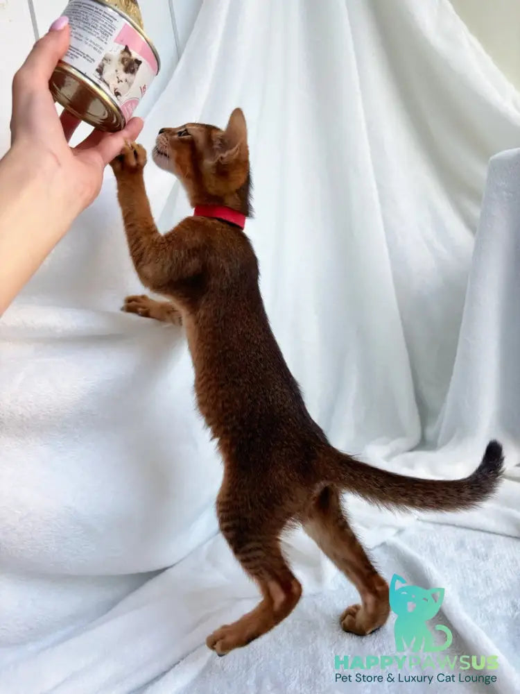 Sara Abyssinian female ruddy - live animals