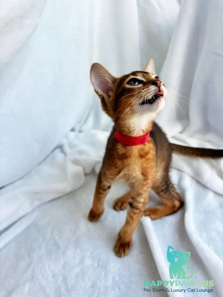 Sara Abyssinian female ruddy - live animals