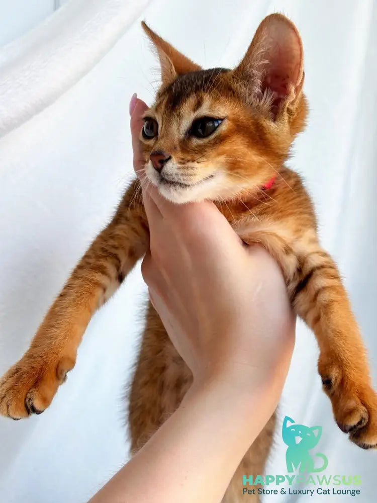 Sara Abyssinian female ruddy - live animals