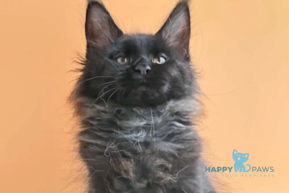 Sara Maine Coon female black silver - live animals