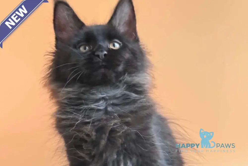 Sara Maine Coon female black silver - live animals