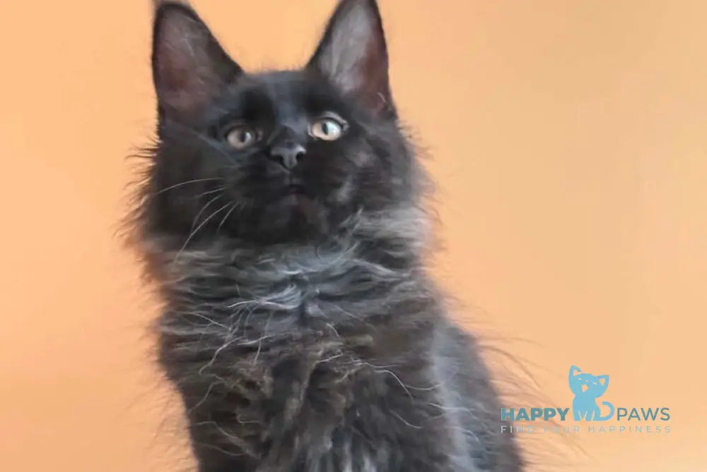 Sara Maine Coon female black silver - live animals
