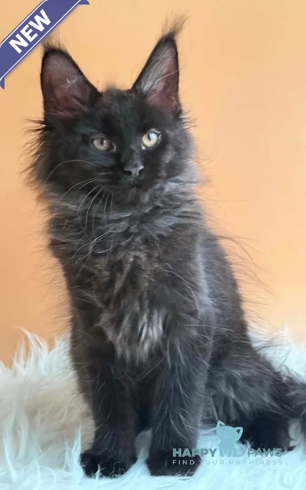 Sara Maine Coon female black silver - live animals