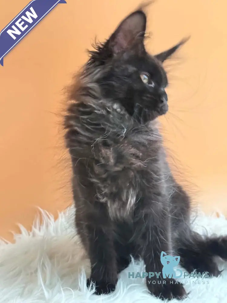 Sara Maine Coon female black silver - live animals