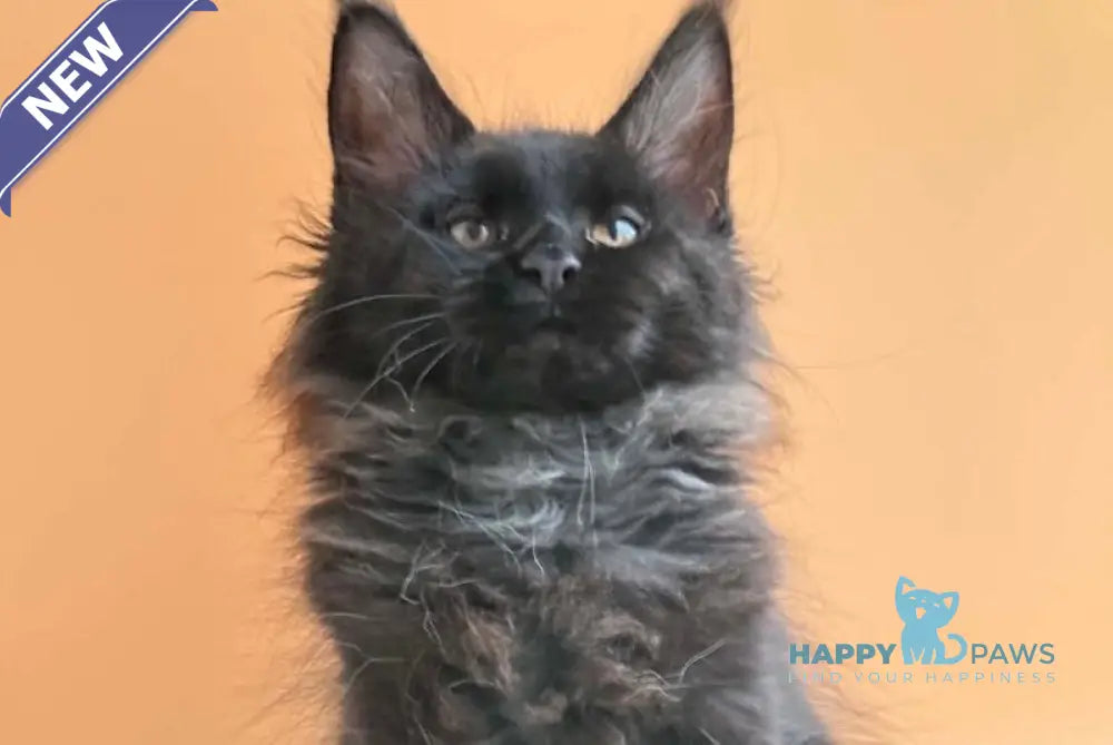 Sara Maine Coon female black silver - live animals