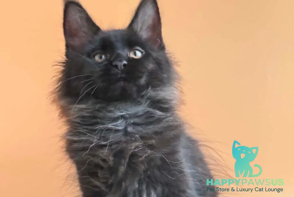 Sara Maine Coon female black silver - live animals