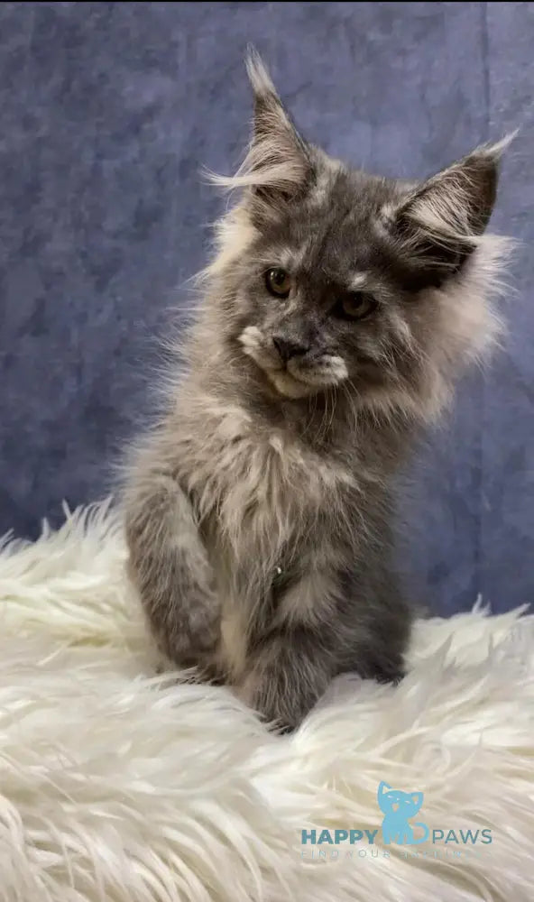 Sara Maine Coon female blue silver live animals