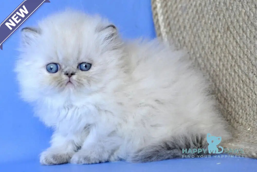 Sara Persian female blue tabby pointed live animals