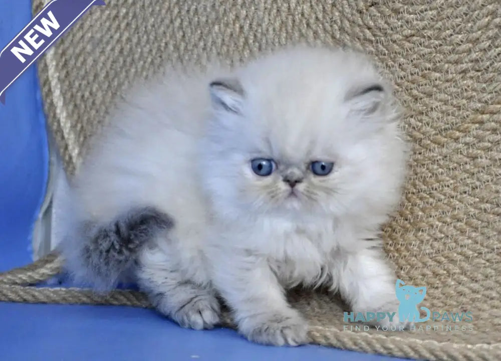 Sara Persian female blue tabby pointed live animals