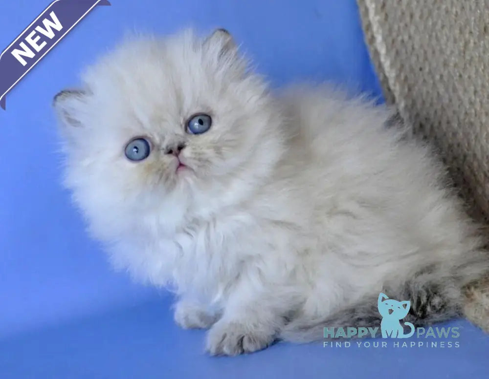 Sara Persian female blue tabby pointed live animals