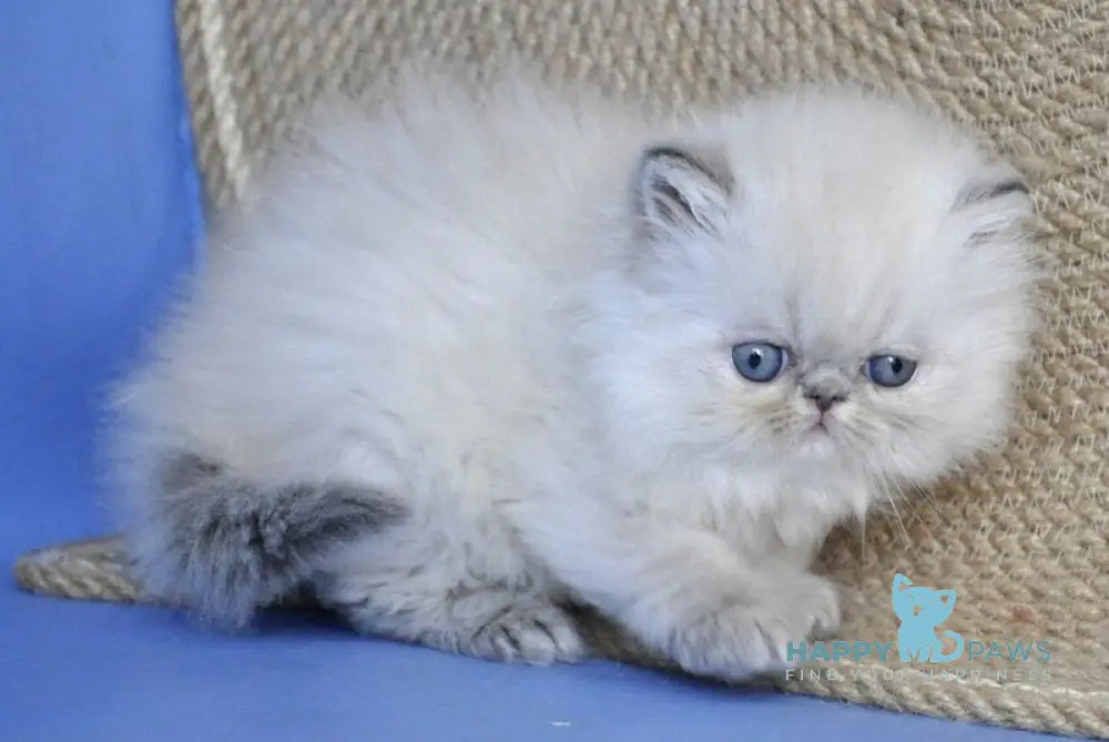 Sara Persian female blue tabby pointed live animals