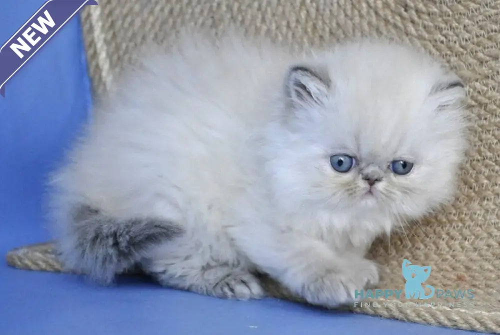 Sara Persian female blue tabby pointed live animals