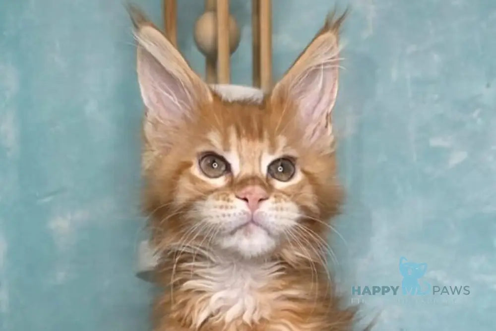 Sarabia Maine Coon female red with white tabby live animals